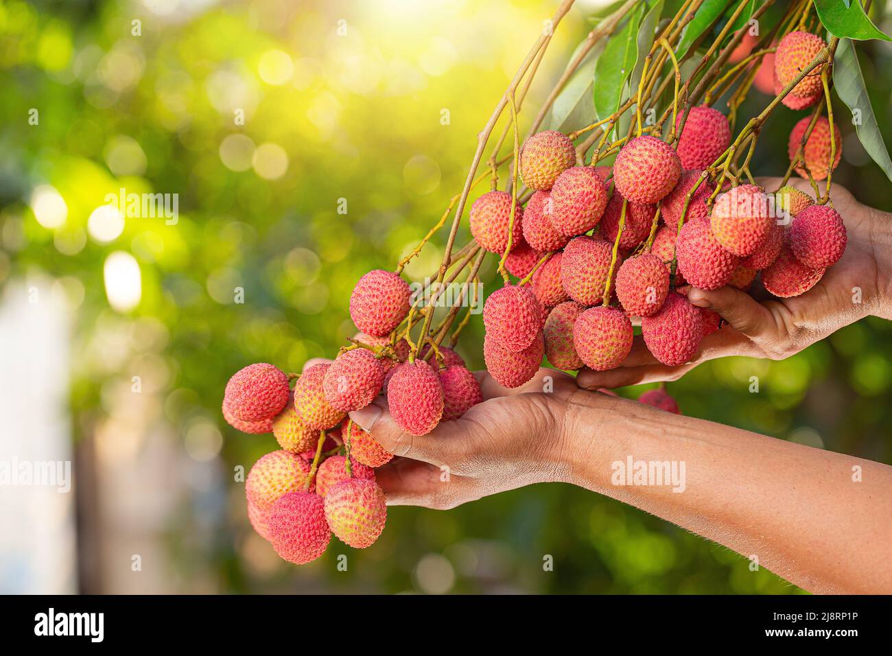 litchi sur arbre Banque D'Images
