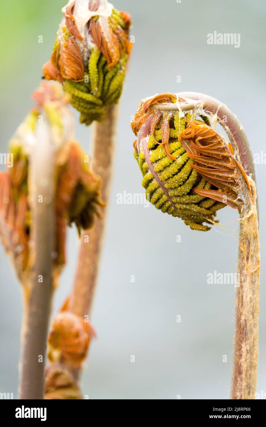 Osmunda Regalis, frondes, Fern, frondes, gros plan, Frondes de Fern, Royal Fern Osmunda regalis Banque D'Images