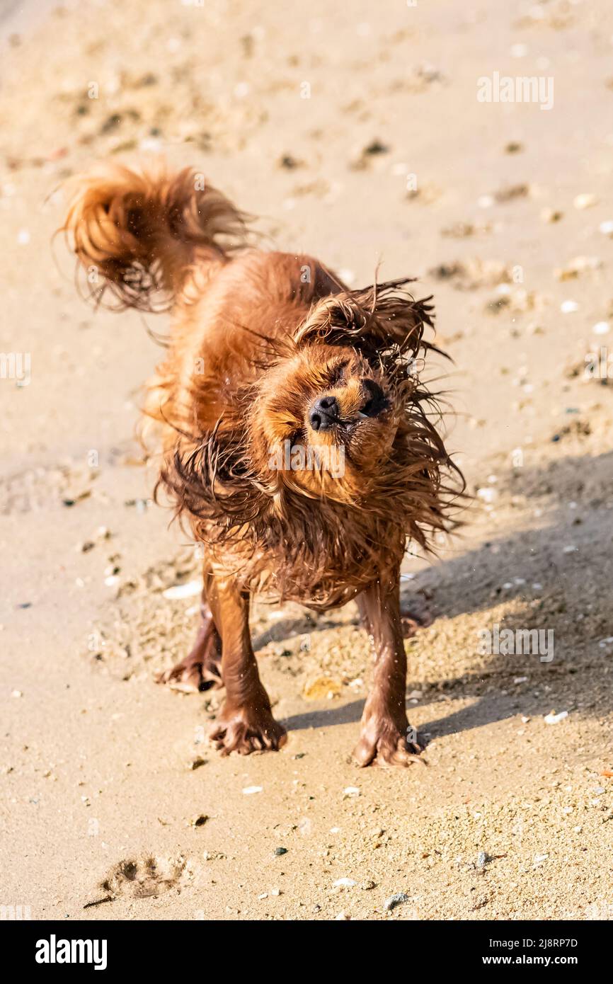 Un chien cavalier King charles, un chiot rubis ronflant lorsqu'il sort de l'eau, sur la plage Banque D'Images