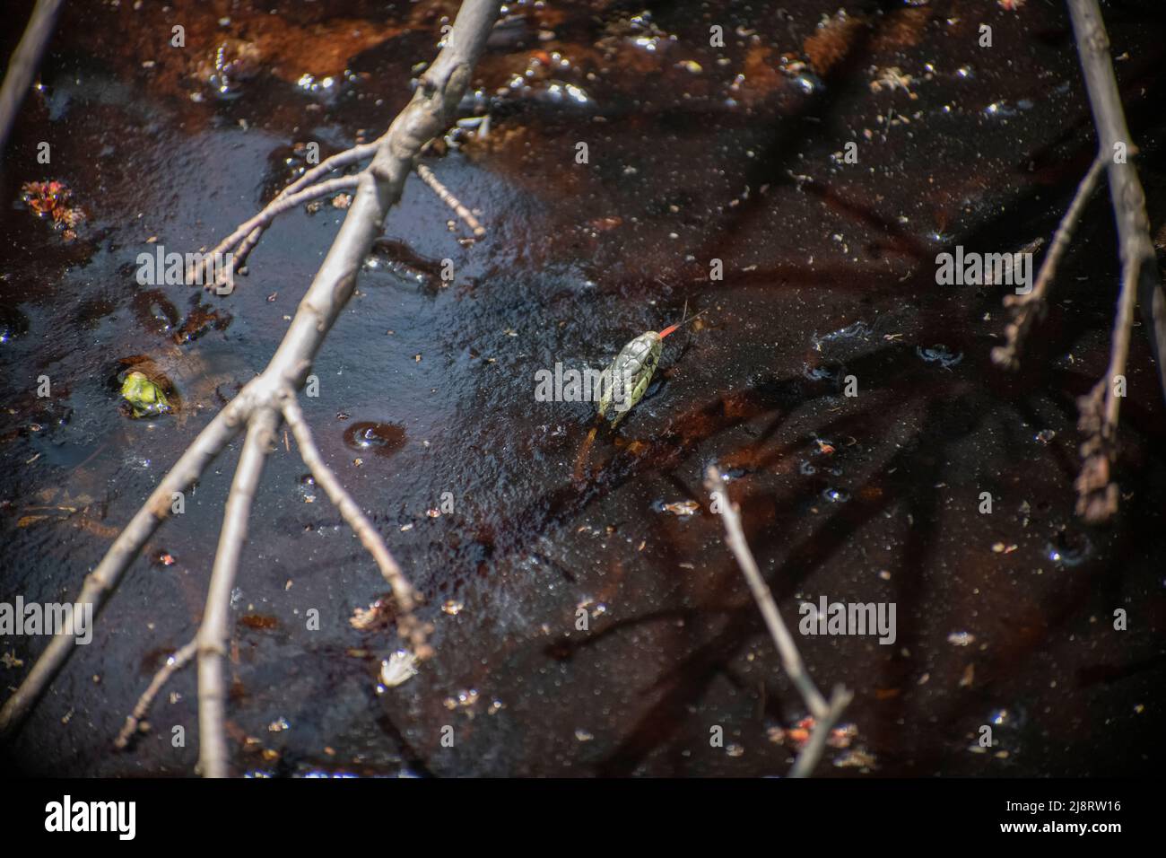 serpent dans l'eau avec la langue dehors Banque D'Images