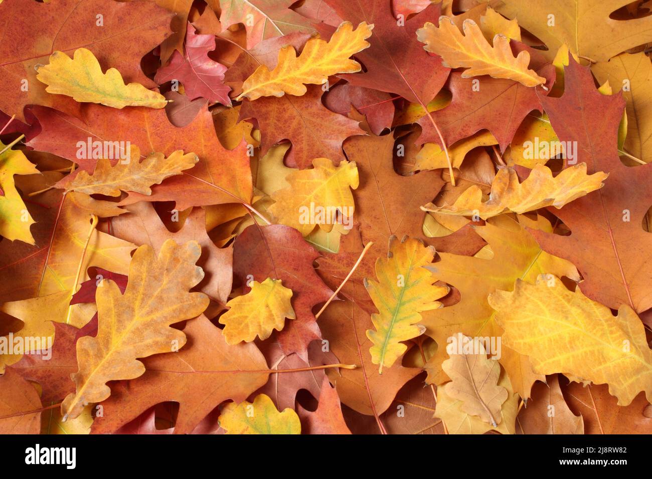 Arrière-plan d'automne - feuilles de chêne brun, rouge, violet, orange et jaune séchées.Vue de dessus vers le bas Banque D'Images