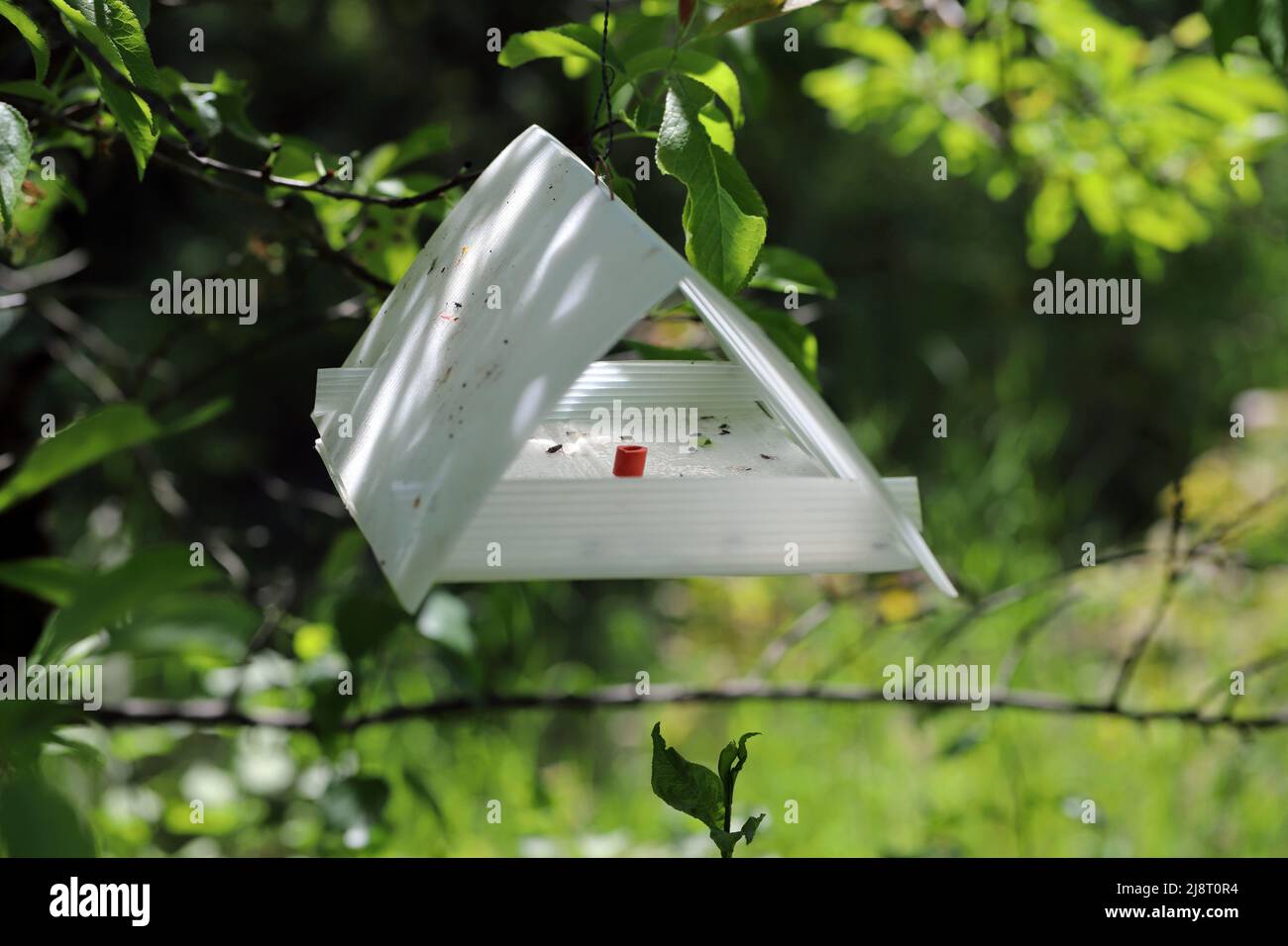 Le papillon des fruits, le papillon des prunes, la mouche rouge des prunes (Cydia funebrana, Laspeyresia funebrana, Grapholita funebrana), a attrapé des individus dans un piège à phéromone. Banque D'Images