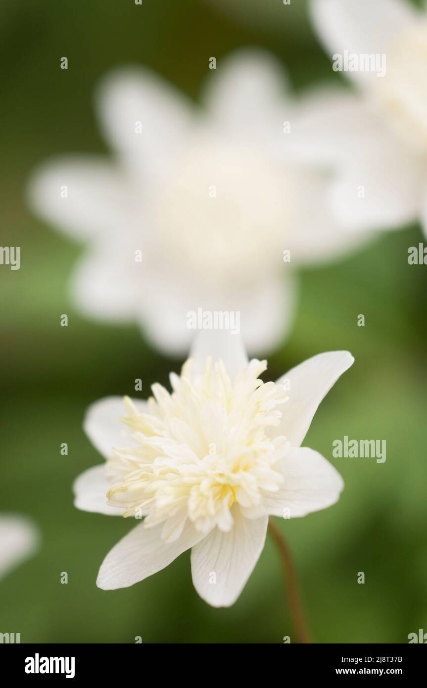 Fleurs de cultivar d'anémone en bois, gros plan, mise au point locale Banque D'Images