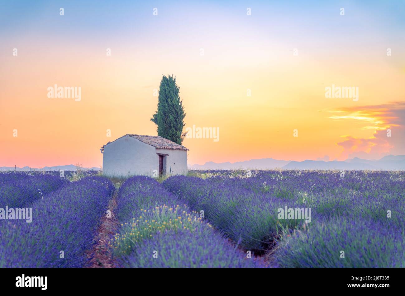 Une maison isolée dans les champs de lavande près de Valensole, Provence, France Banque D'Images