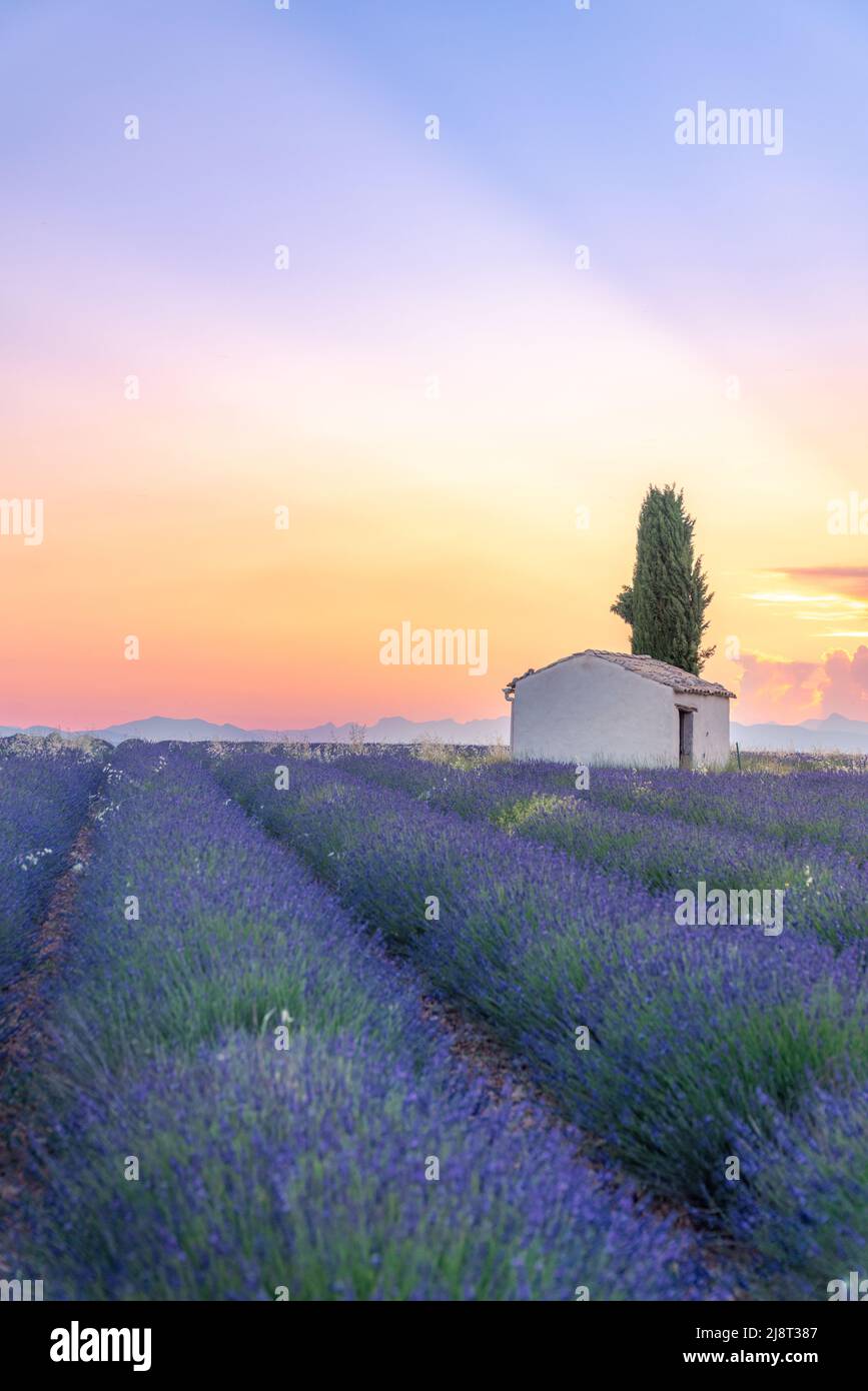 Une maison isolée dans les champs de lavande près de Valensole, Provence, France Banque D'Images