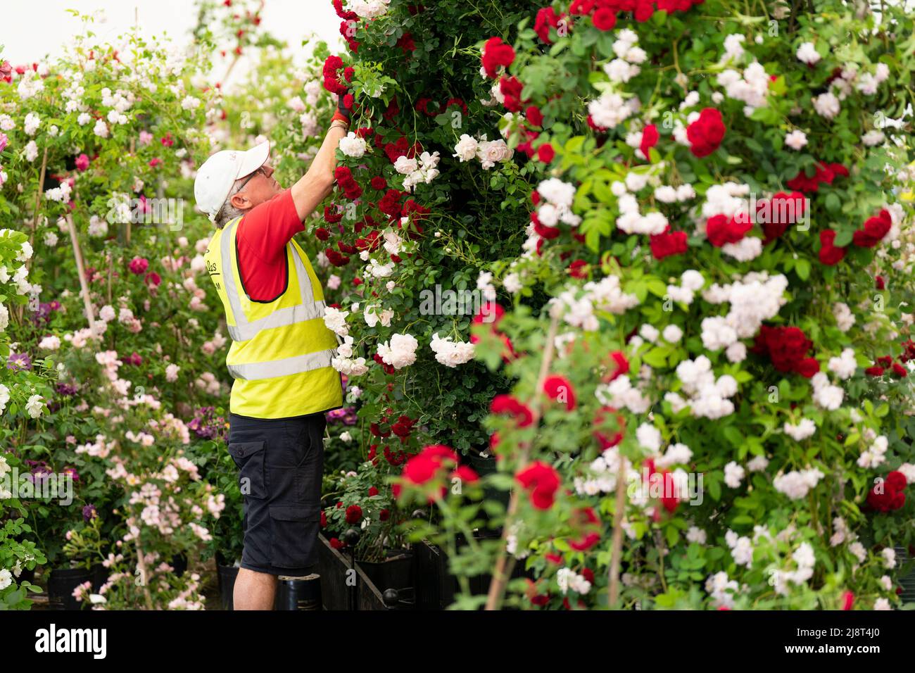 Les préparatifs sont en cours avant le RHS Chelsea Flower Show au Royal Hospital Chelsea à Londres. Date de la photo: Mercredi 18 mai 2022. Banque D'Images