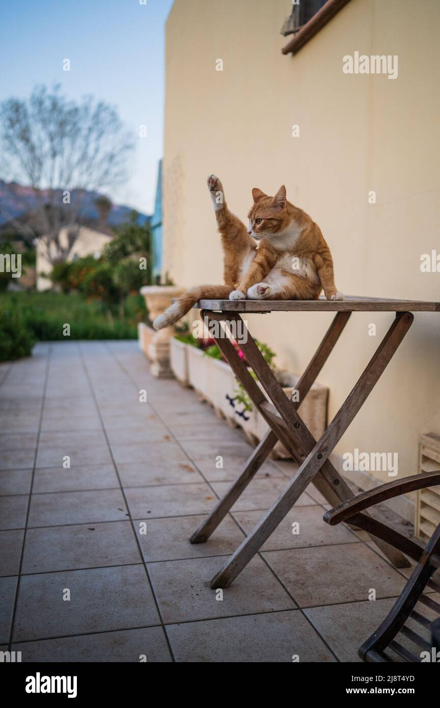 Jeune chat s'étirant sur la table d'arrière-cour Banque D'Images