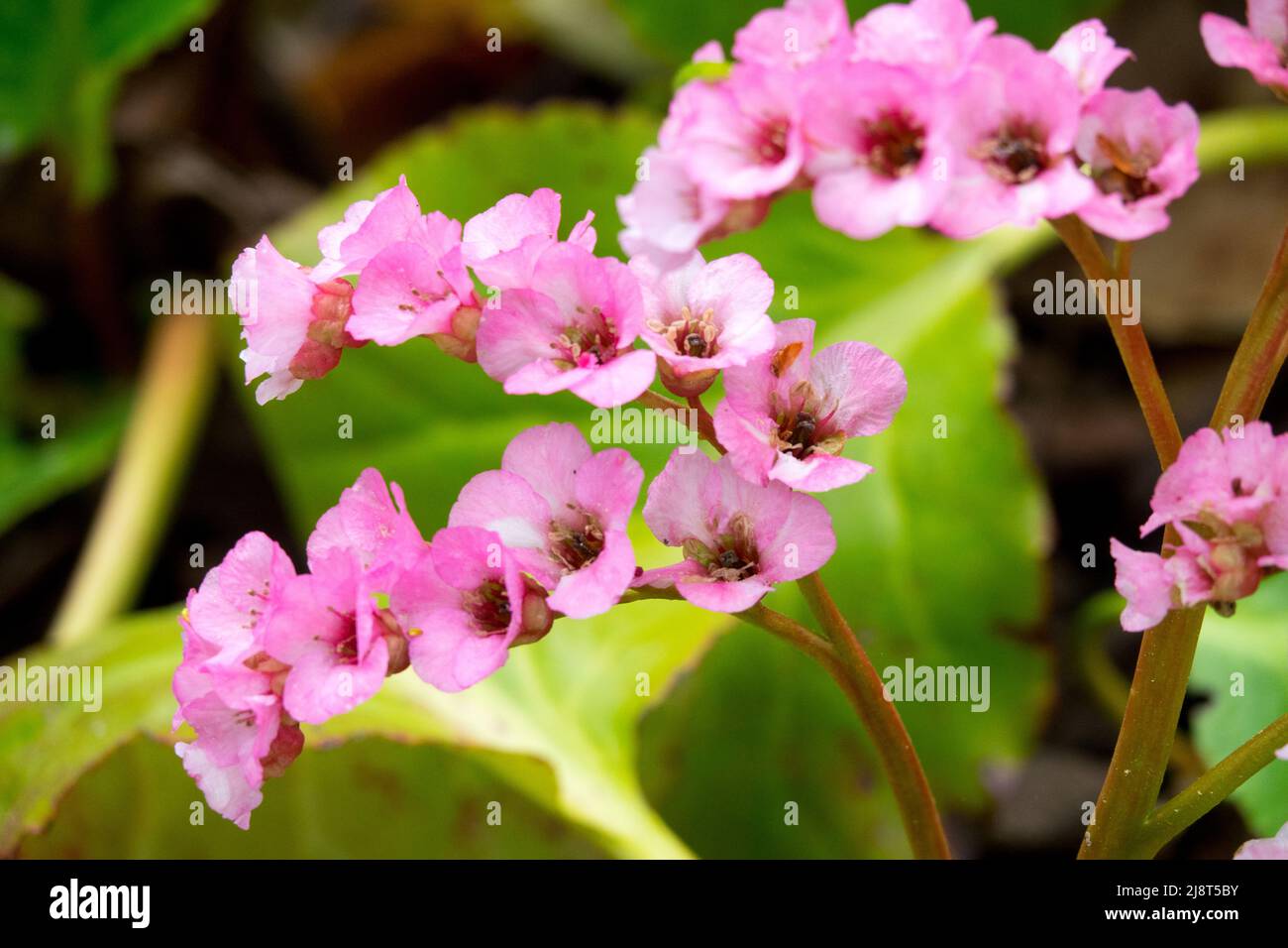 Éléphants oreilles Rose Bergenia Schneekonigin Banque D'Images