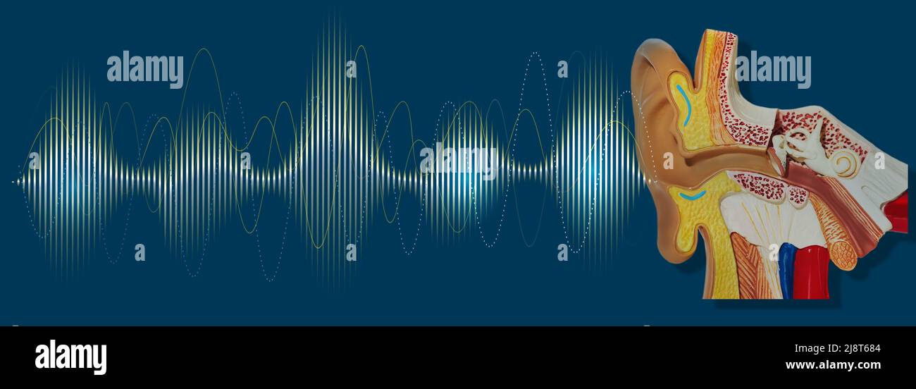 Modèle anatomique de l'oreille humaine avec onde sonore lumineuse sur fond bleu montrant la variété de sons allant à l'oreille et la qualité sonore. Santé auditive Banque D'Images