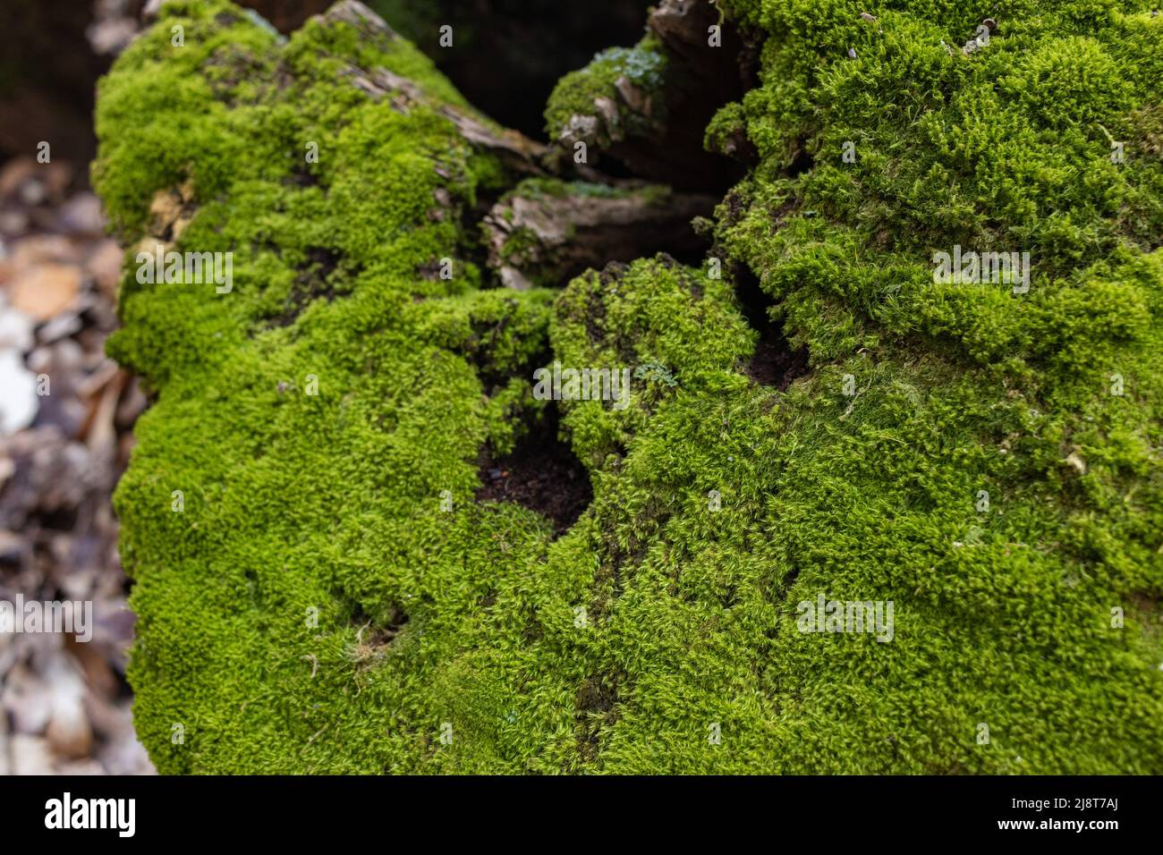 Vue de dessus de la souche d'arbre couverte de mousse dans une forêt sombre Banque D'Images