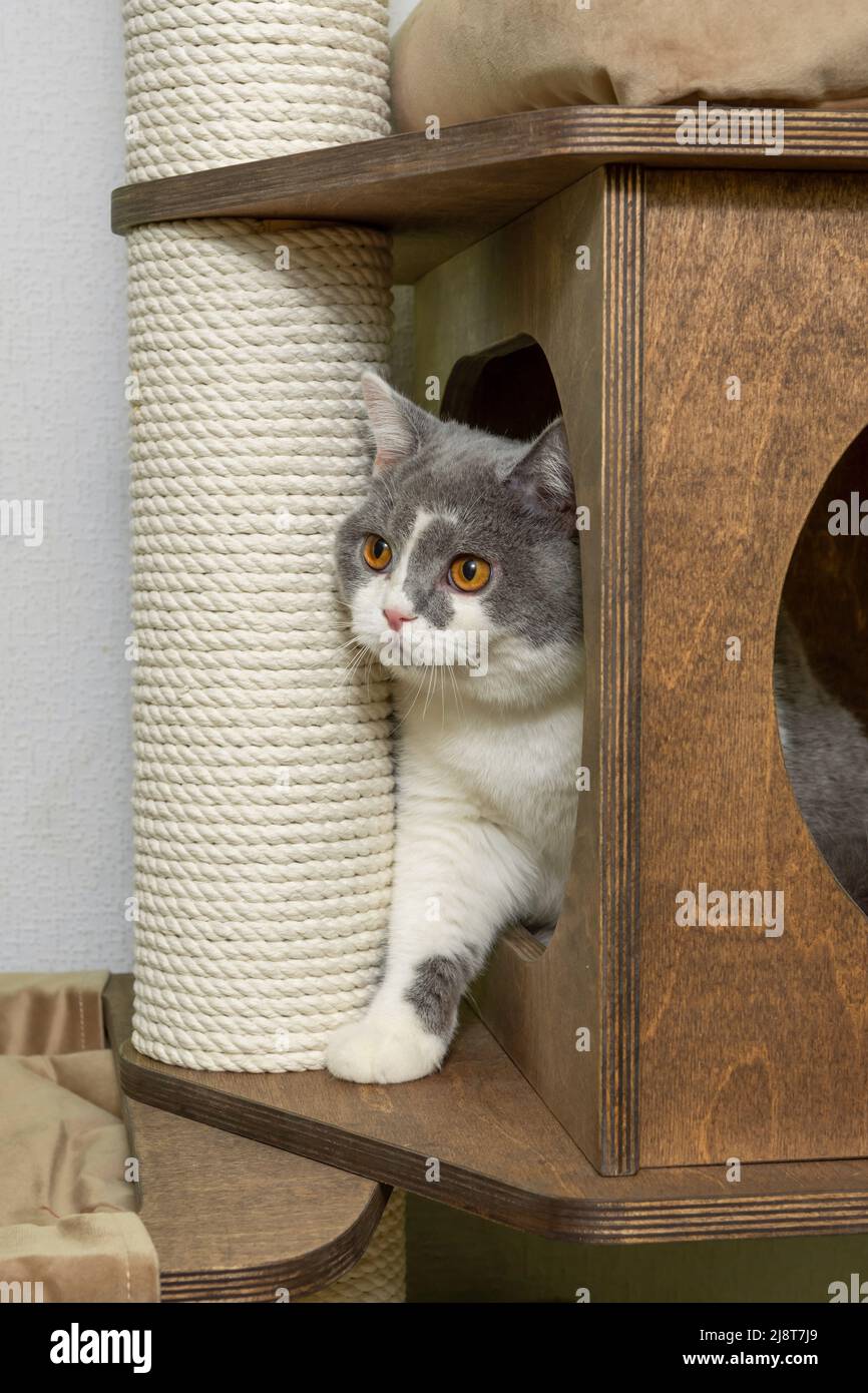 Le chat animal mignon de la race britannique de shorthair joue sur un arbre de chat à la maison Banque D'Images