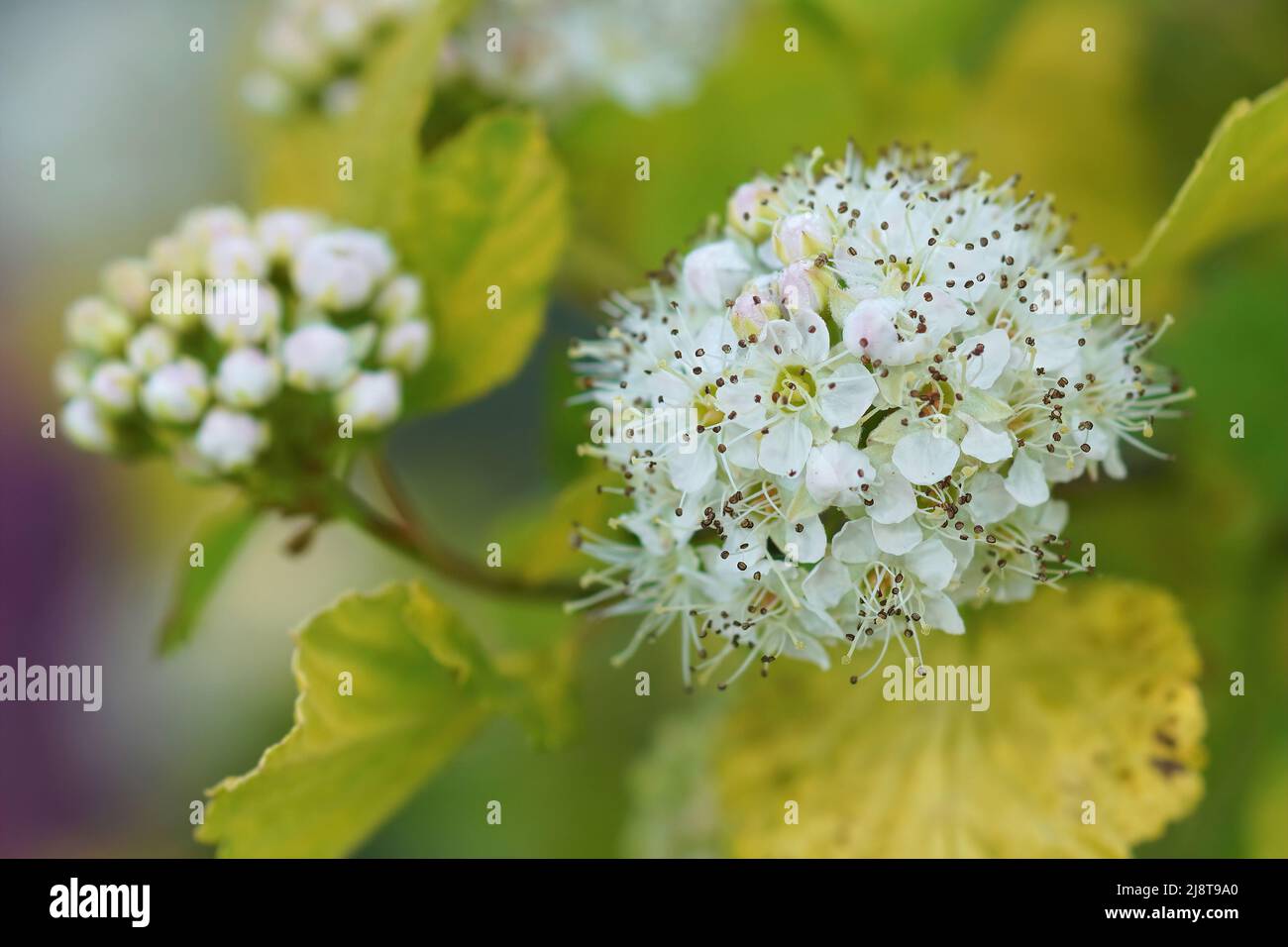 Gros plan sur l'arbuste nord-américain à fleurs blanches, Physocarpus opulifolius dans le jardin Banque D'Images