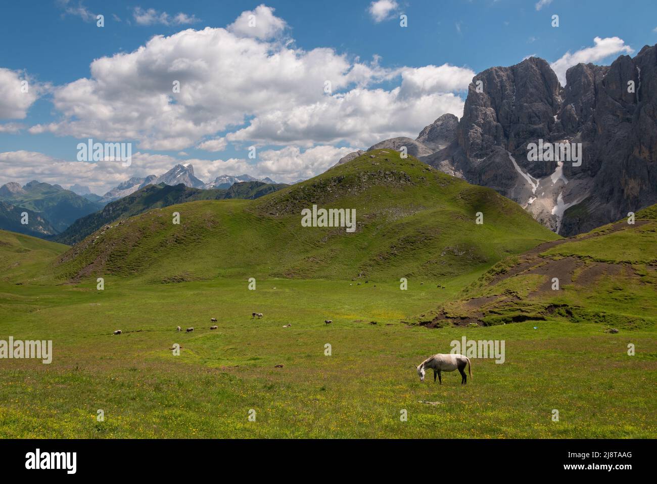 Chevaux sur les pâturages des Dolomites Banque D'Images