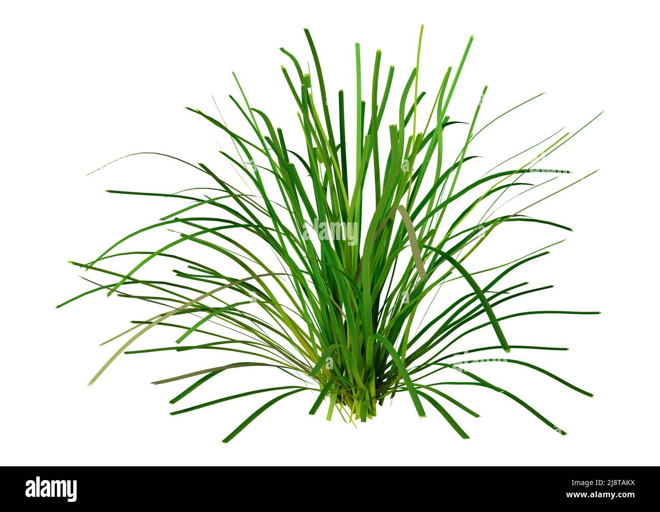 3D rendu d'une herbe de lomandra verte isolée sur fond blanc Banque D'Images