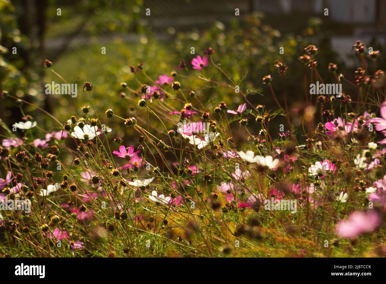 Image floue de fleurs cosmos et de branches d'asperges illuminées par le soleil. Banque D'Images