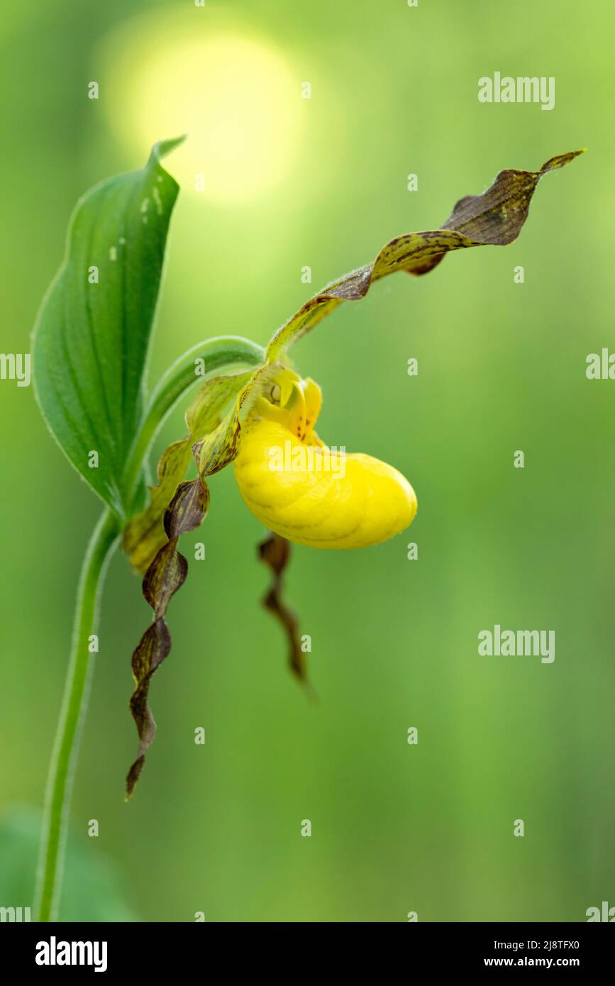 Petite orchidée jaune (Cypripedium parviflorum) - Forêt récréative de DuPont, Cedar Mountain, près de Brevard, Caroline du Nord, États-Unis Banque D'Images