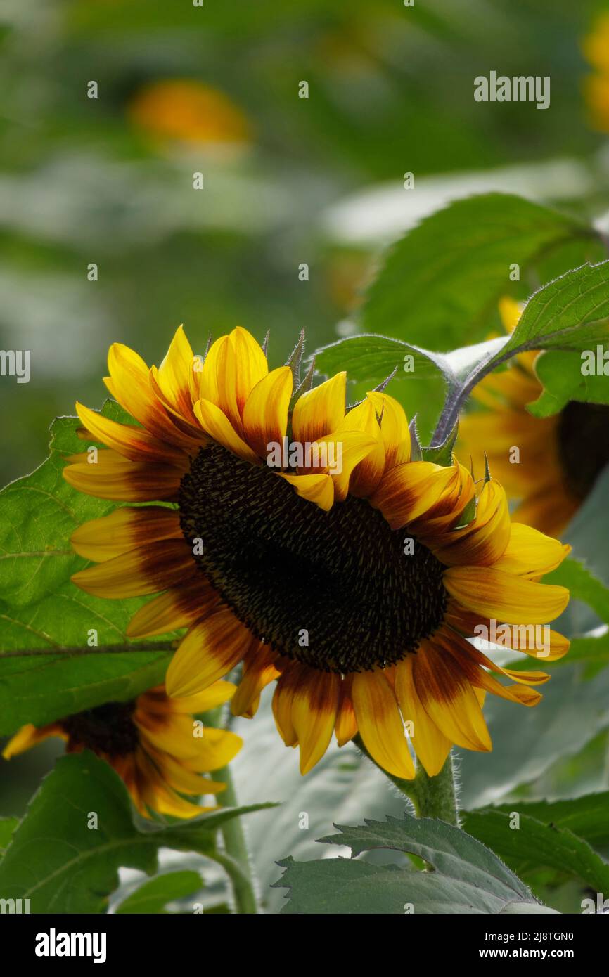 Tournesol gros plan avec feuillage vert doux en arrière-plan. Banque D'Images