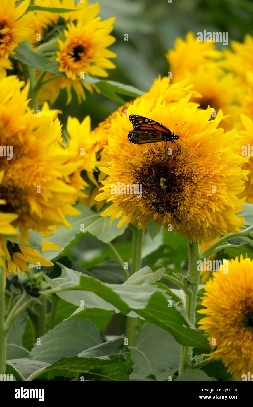 Beaux tournesols jaunes et un papillon Monarch silhouetté sur un fond flou. Banque D'Images