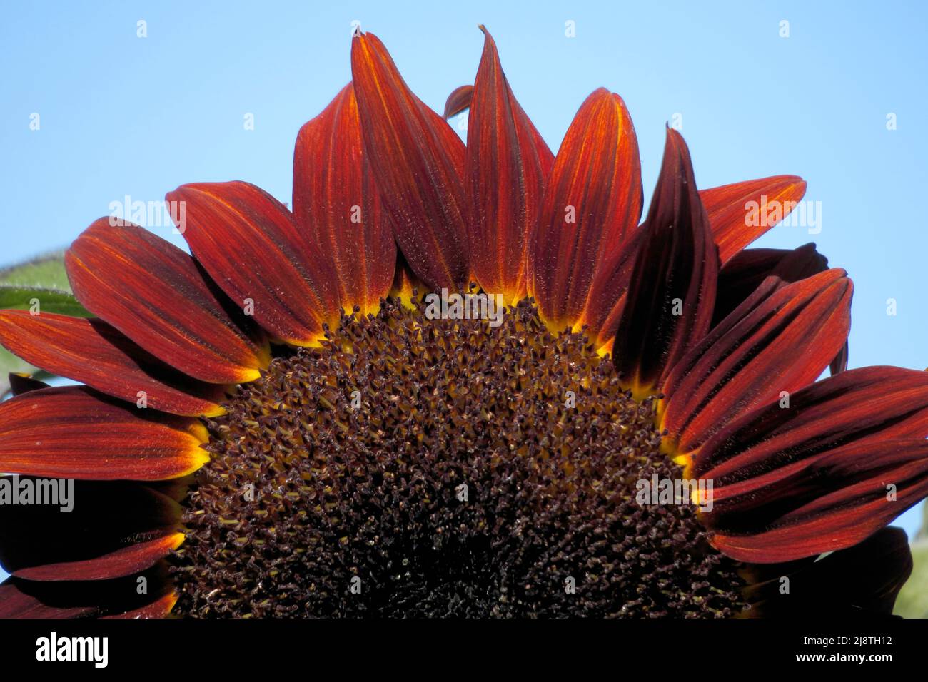 Gros plan de pétales de tournesol rouge avec un fond de ciel bleu. Banque D'Images