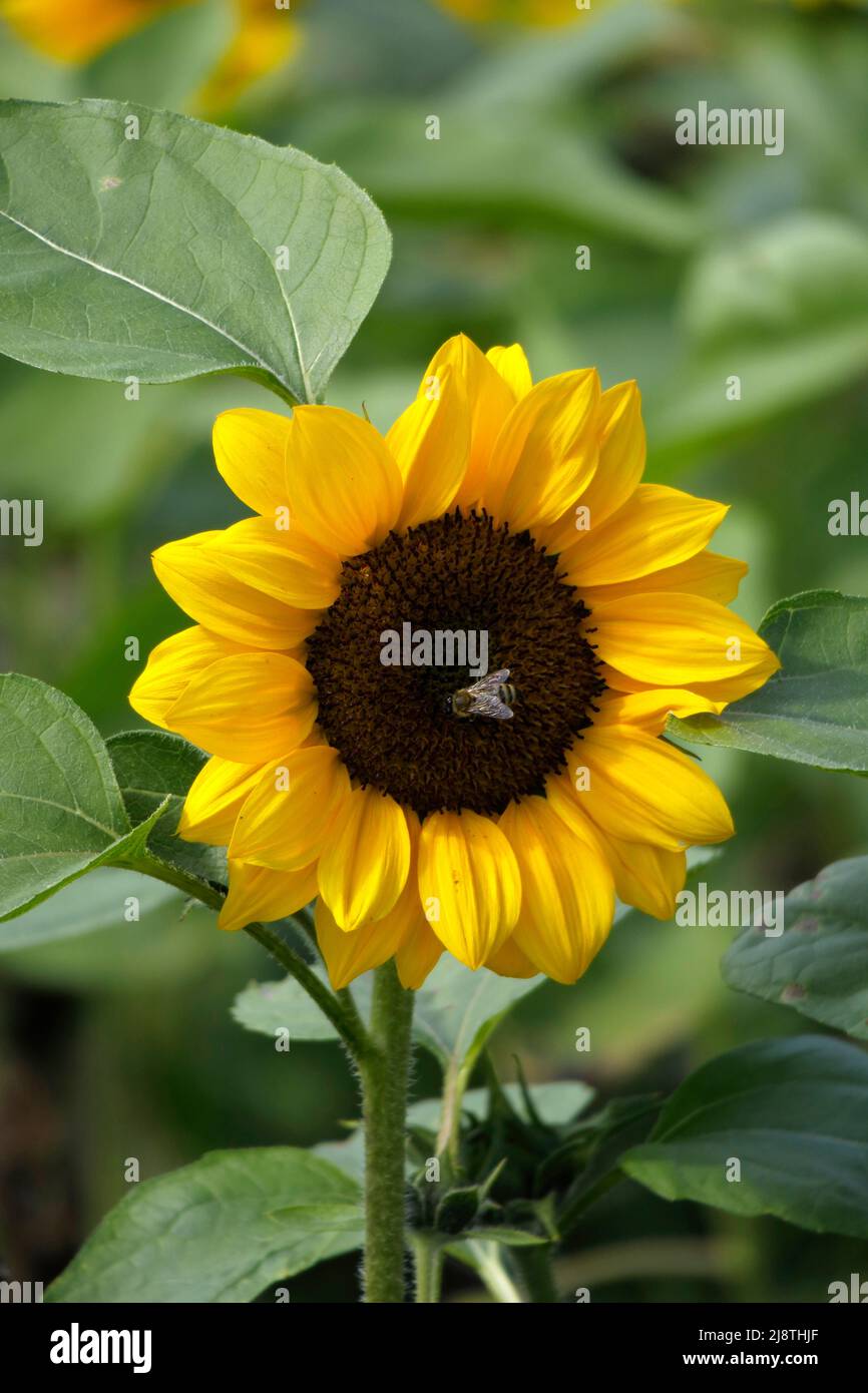 Tournesol gros plan avec une abeille dans un champ de tournesols. Banque D'Images