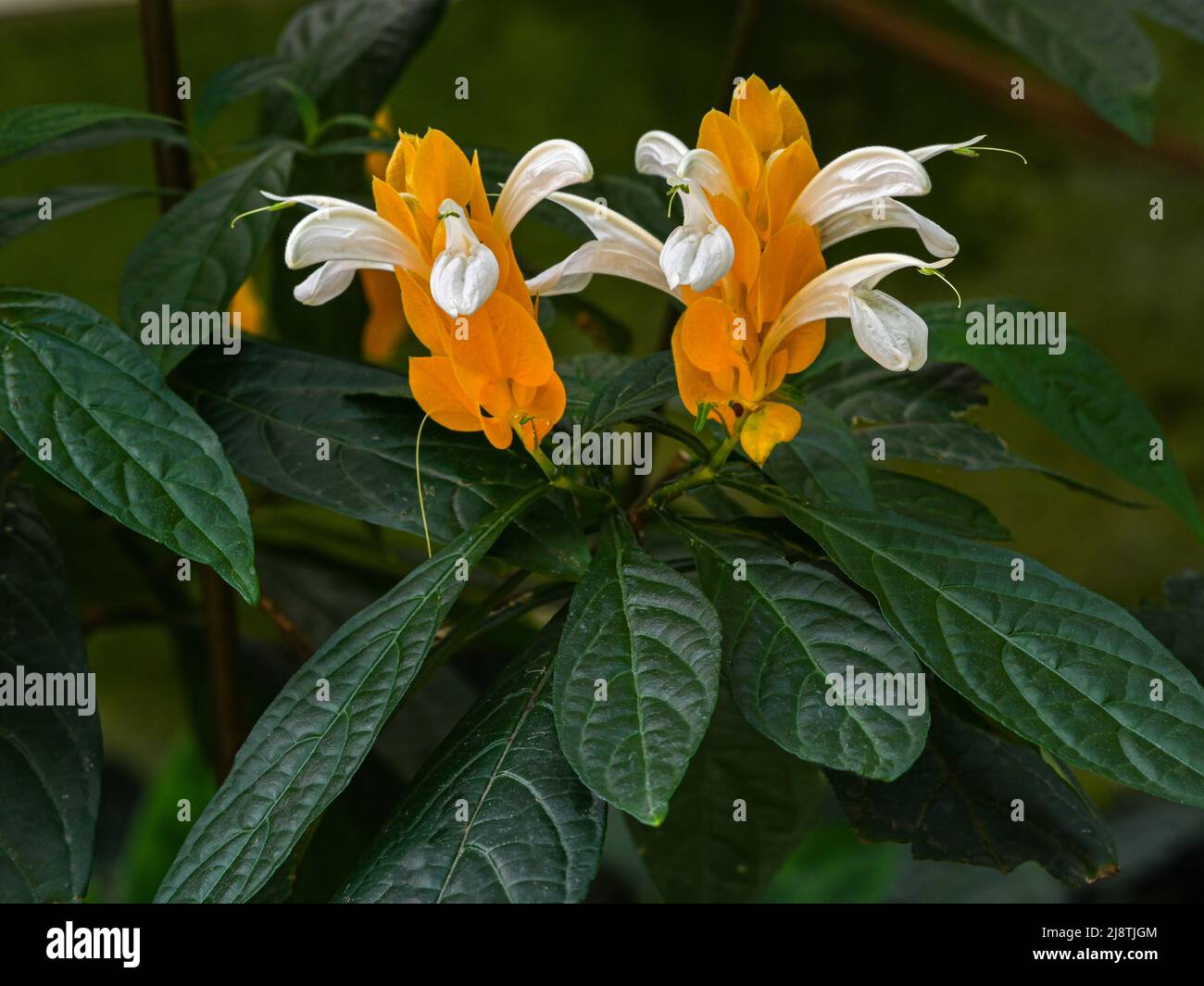 Plante de crevettes d'or (Pachystachys lutea). Appelée plante de Lollipop aussi. Banque D'Images
