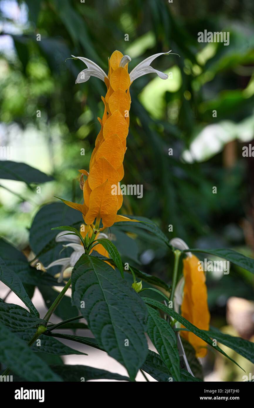 Plante de crevettes d'or (Pachystachys lutea). Appelée plante de Lollipop aussi. Banque D'Images