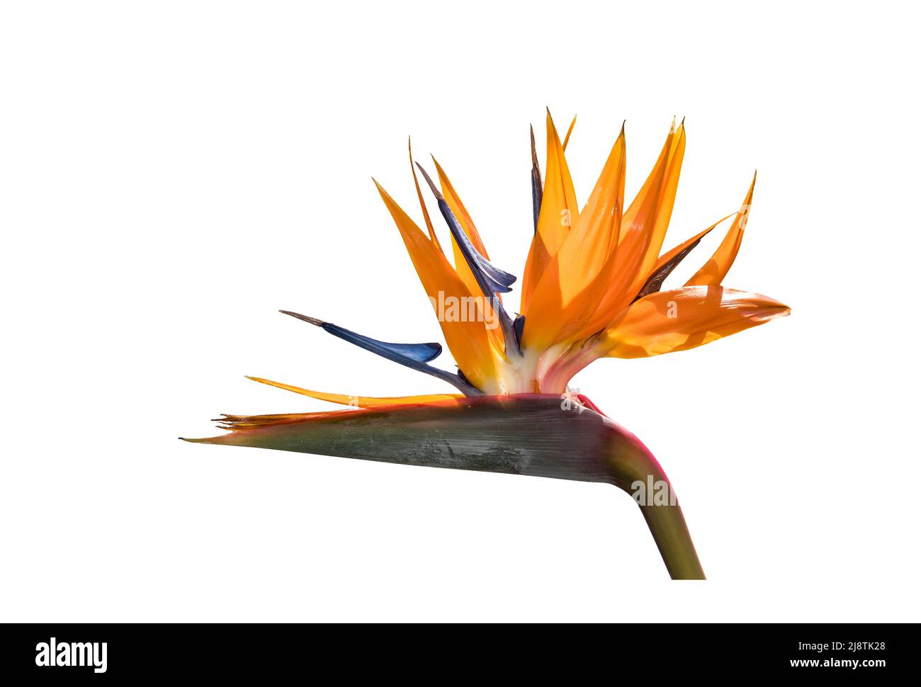 Fleur de Strelitzia ou fleur d'oiseau de paradis Banque D'Images