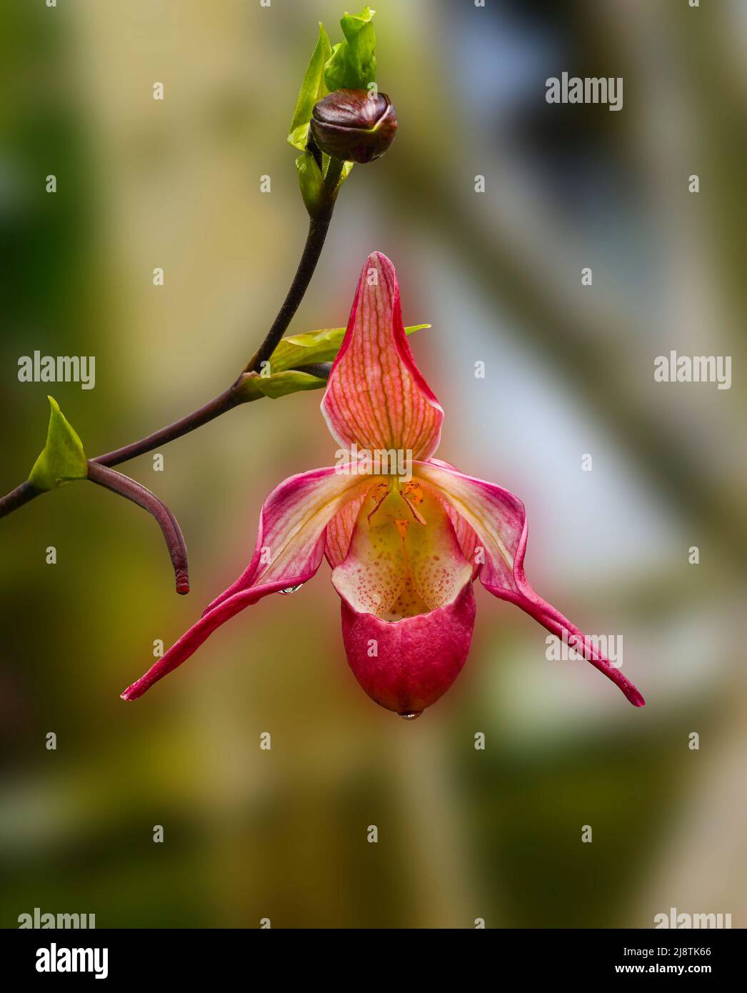 Orchid (Phragmipedium x dorminianum) il est originaire de l'Amérique du Moyen-Orient et de l'Amérique du Sud. Jardin botanique Heidelberg, Bade-Wurtemberg, Allemagne Banque D'Images