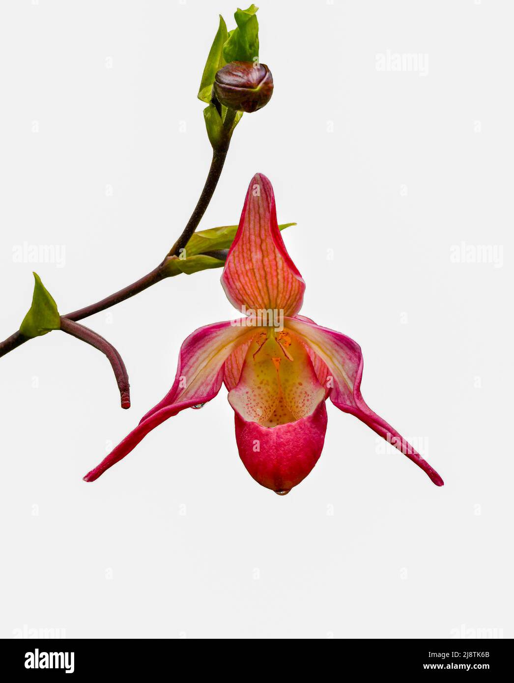Orchid (Phragmipedium x dorminianum isolé) il est originaire de l'Amérique du Moyen-Orient et de l'Amérique du Sud. Jardin botanique de Heidelberg, Bade-Wurtemberg, Germa Banque D'Images