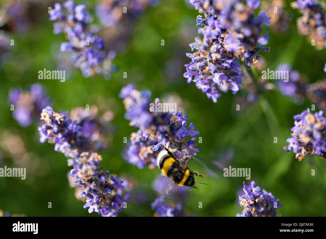 Gros plan d'un bourdon à queue de chamboule sur la lavande pourpre Banque D'Images