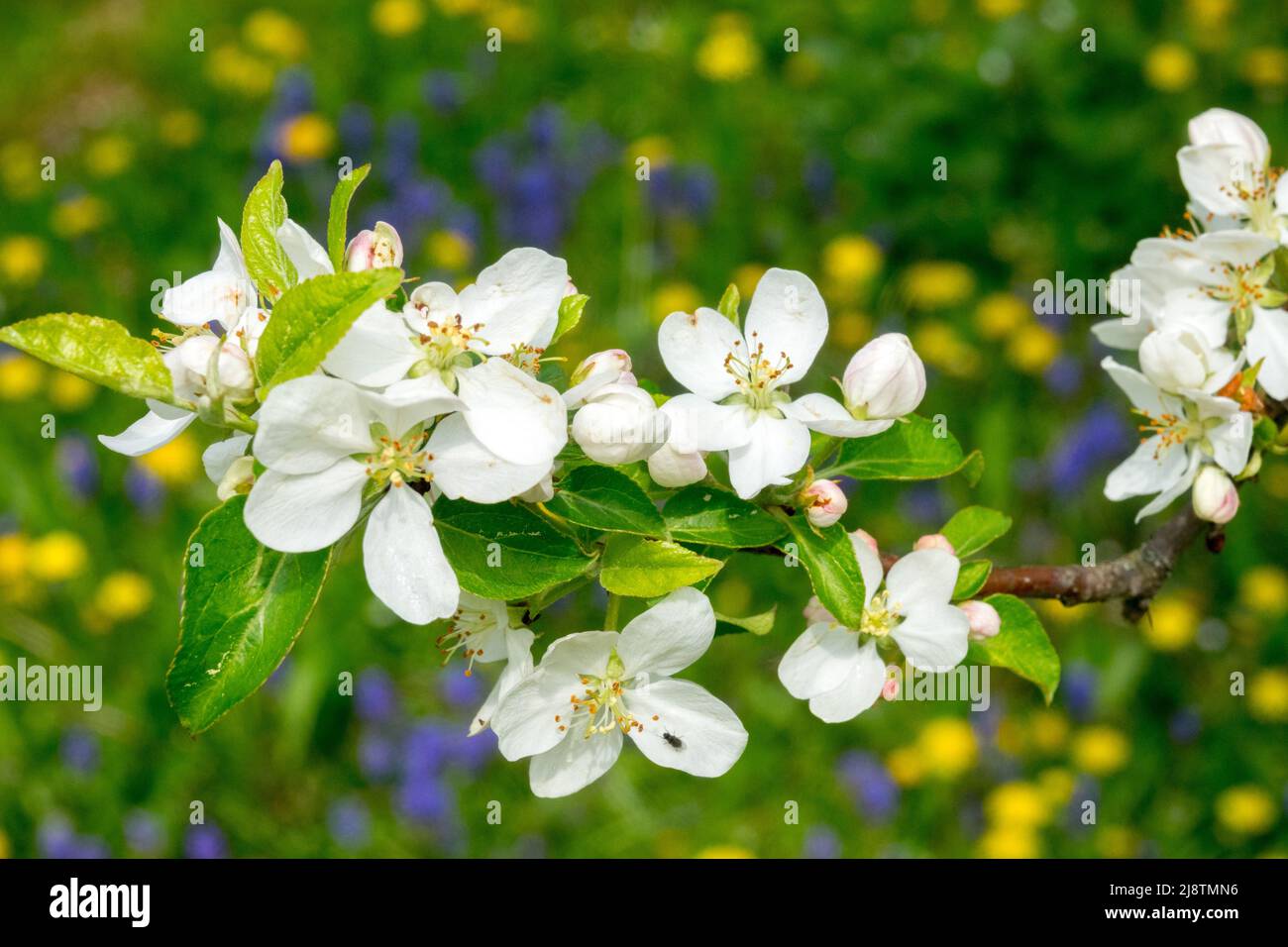 Branche à fleurs blanches dans le jardin de printemps, gros plan, Malus, fleurs branche de pomme arbre floraison Banque D'Images
