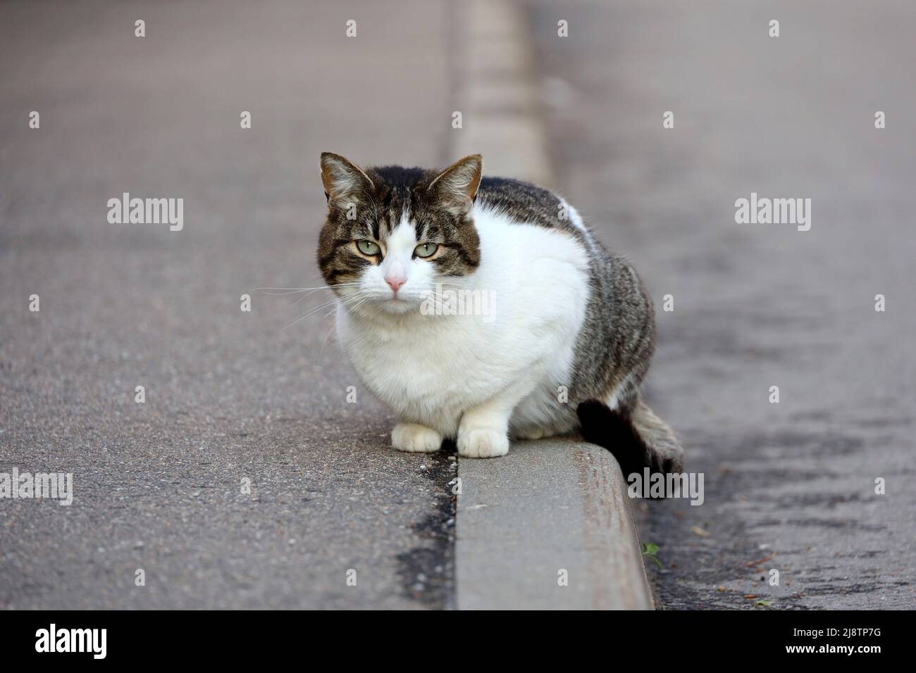 Portrait de chat gris blanc assis dans une rue et regardant l'appareil photo Banque D'Images