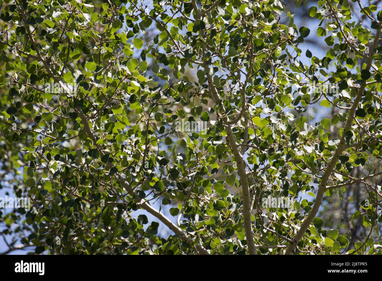 Feuilles ovales vertes de Populus tremuloides, Salicaceae, arbre indigène dans les montagnes de la Sierra Nevada, été. Banque D'Images