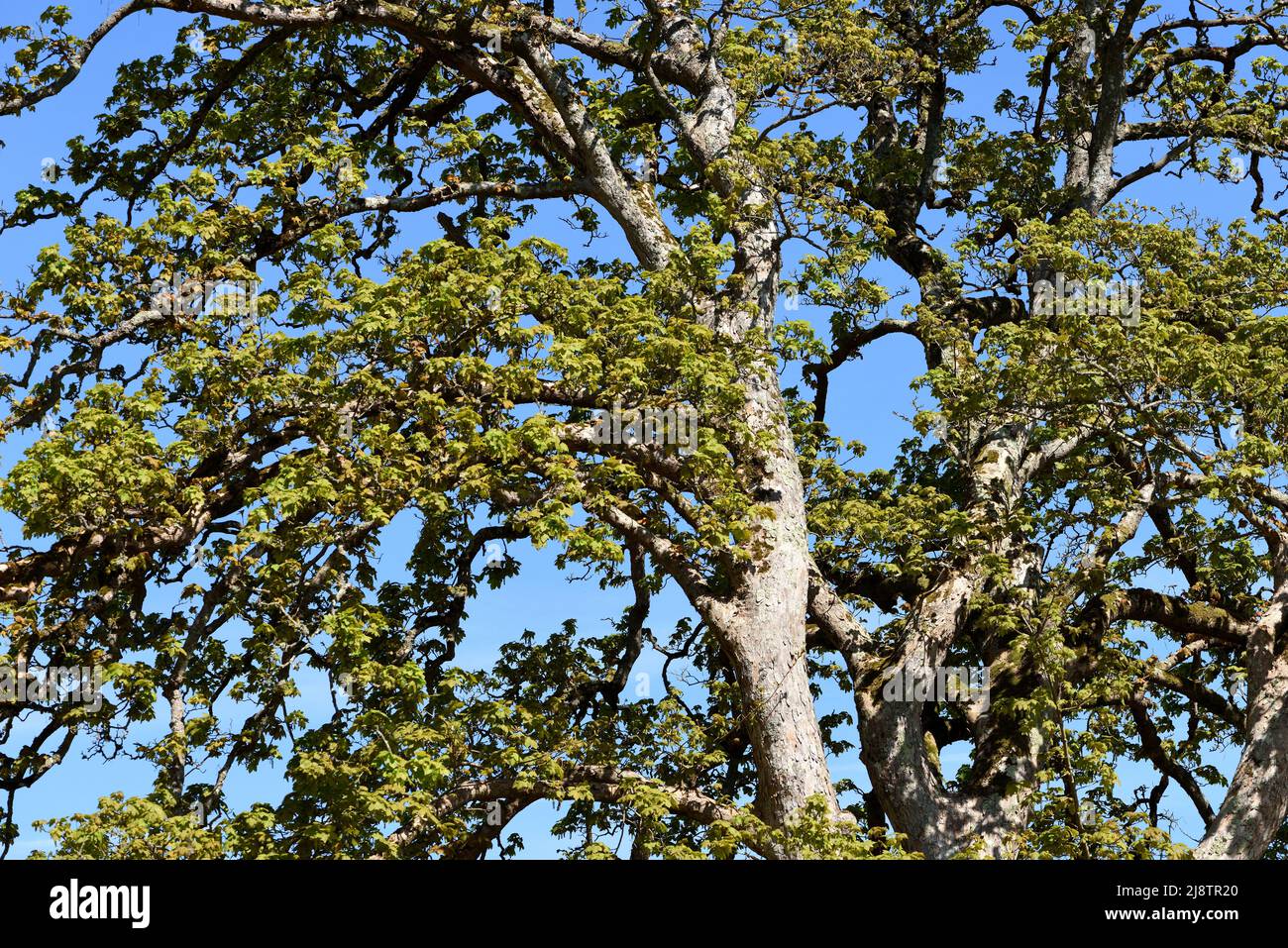 La canopée d'une érable Sycamore. Banque D'Images