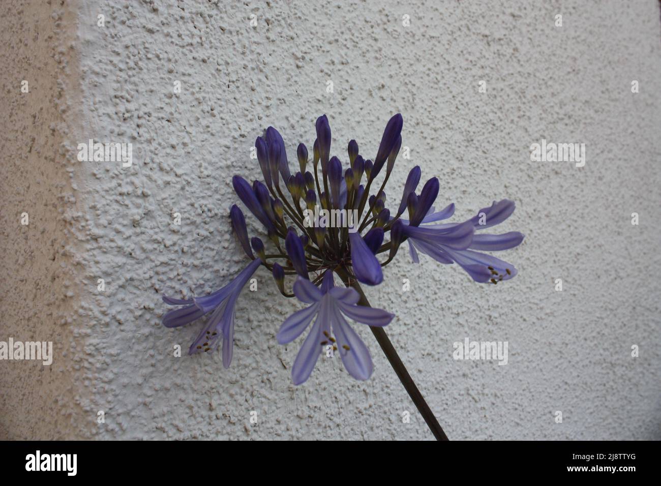 Fossiles dans Rock Banque D'Images