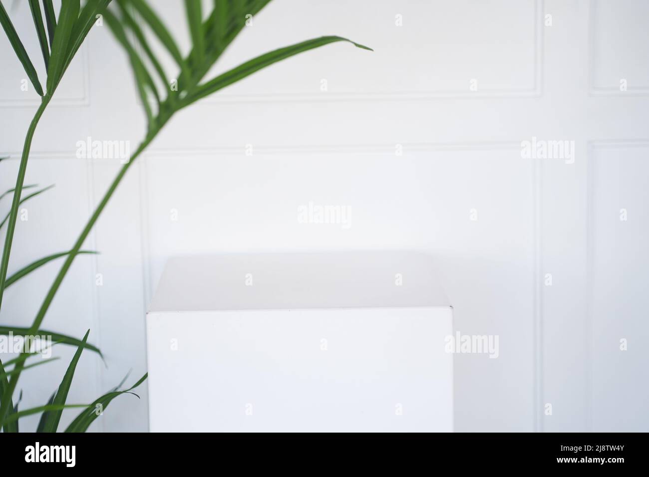 Abstrait blanc podium vide avec feuilles de palmier sur fond blanc est une maquette d'un stand pour une présentation de produit. Concept minimal. Photo de haute qualité Banque D'Images Abstrait blanc podium vide avec feuilles de palmier sur fond blanc est une maquette d'un stand pour une présentation de produit. Concept minimal. Photo de haute qualité Banque D'Images