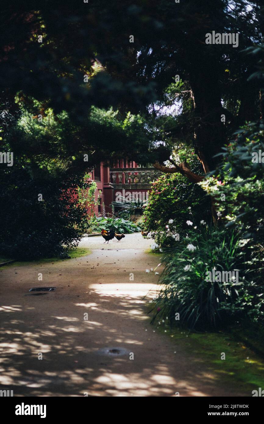 Porto, Portugal, 11.04.22: Hühner und ruhige Gänge im botanischen Garten. Foto: Pressefoto Mika Volkmann Banque D'Images