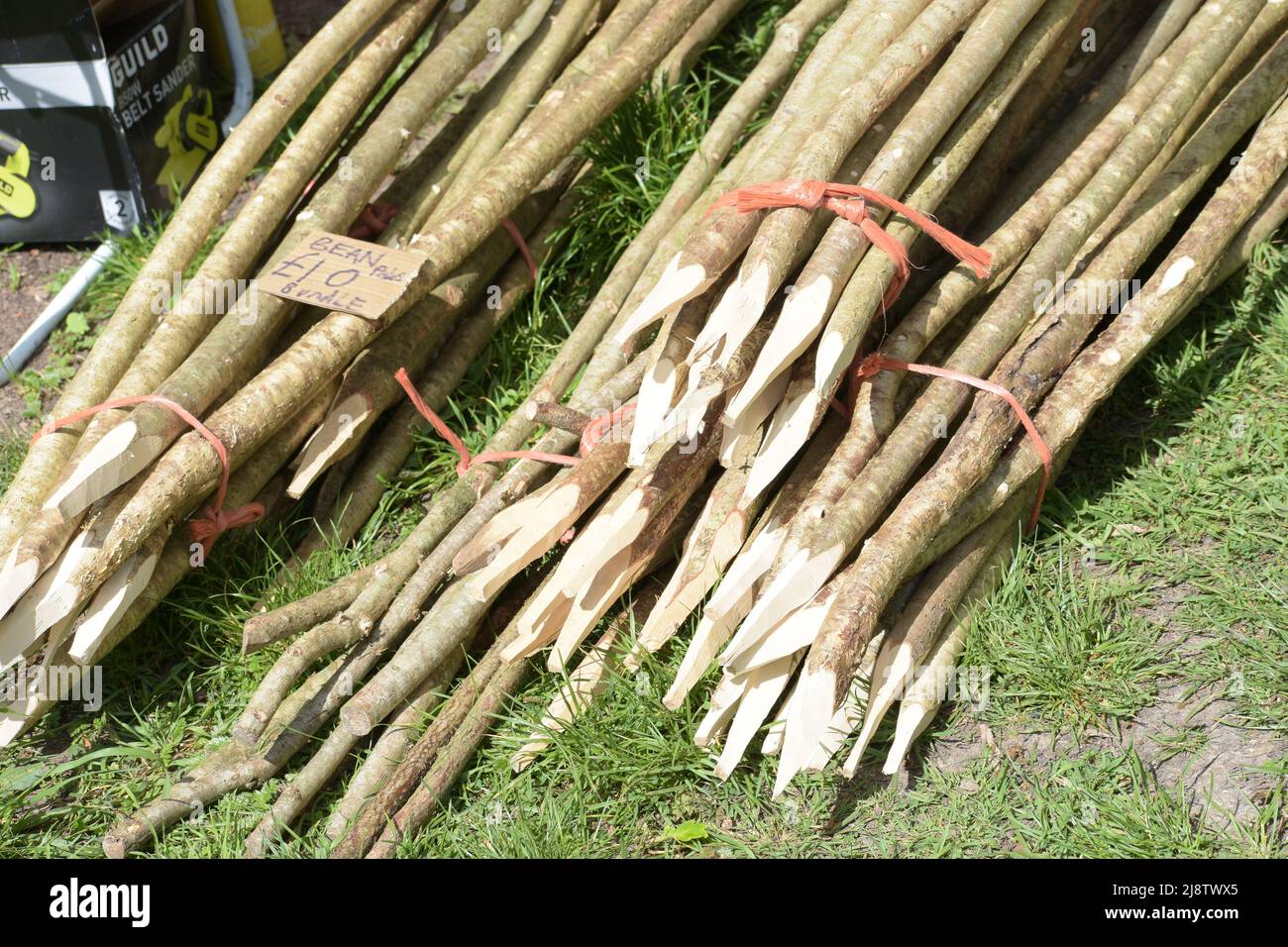 Fabrication traditionnelle de poteaux à haricots utilisant du bois de noisetier fraîchement coupé dans une forêt estivale du Dorset, Royaume-Uni, mettant en valeur l’artisanat rural et la durabilité. Banque D'Images