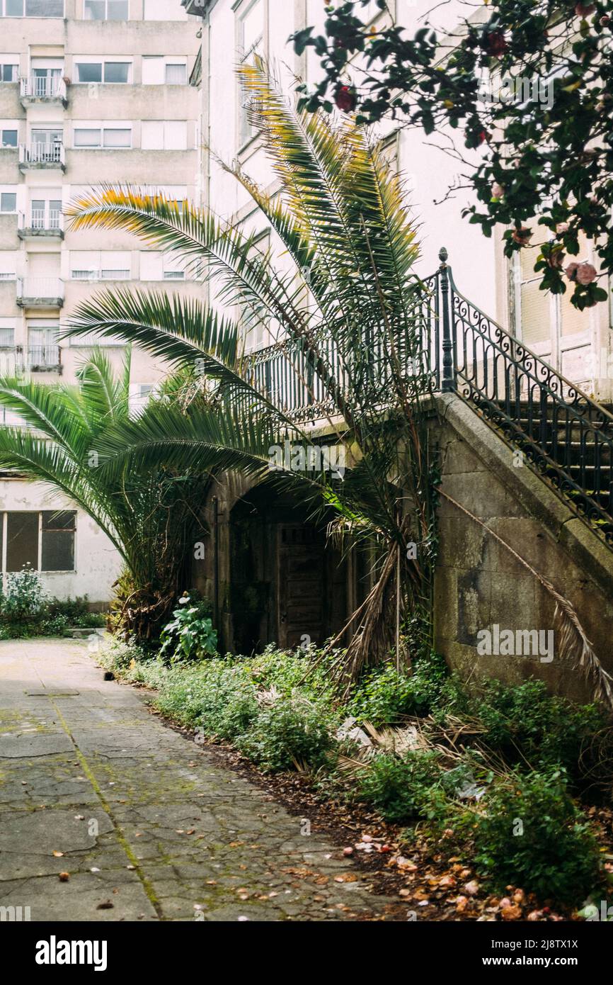Porto, Portugal, 11.04.22: Hinterhöfe Portos mit Palmen und Altem charme. Foto: Pressefoto Mika Volkmann Banque D'Images