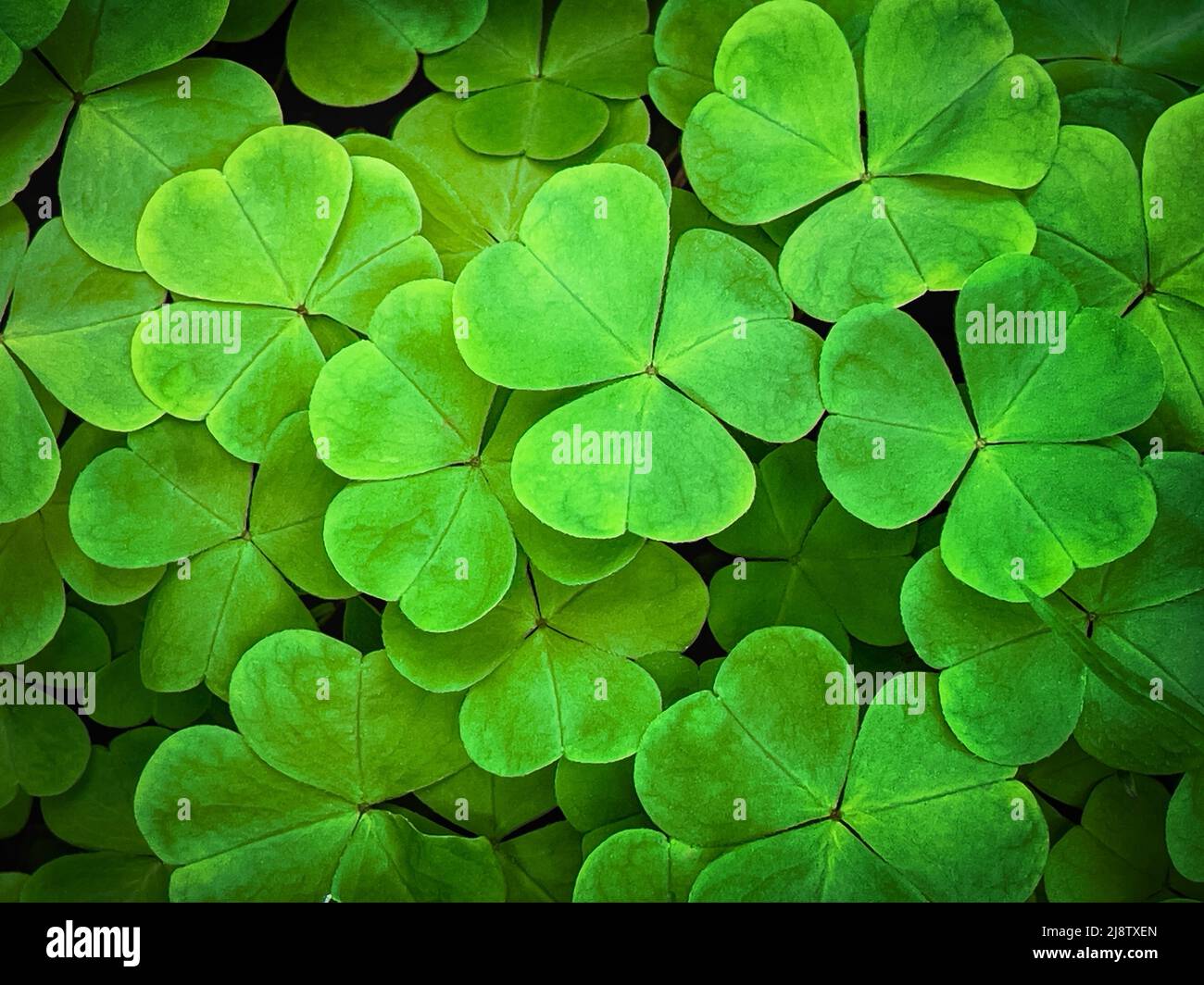 Le vert Shamrock laisse le fond Banque D'Images
