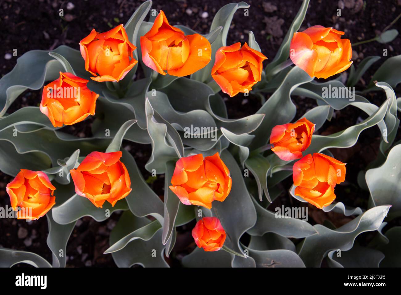 Vue de dessus des tulipes de couleur orange ou corail Banque D'Images