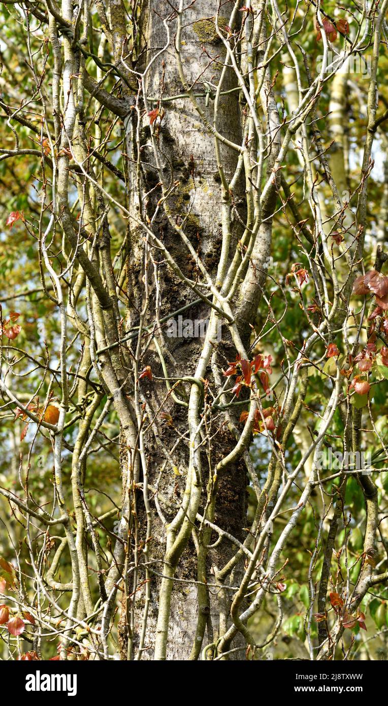 Le tronc et les branches d'un Aspen Columnar suédois. Banque D'Images