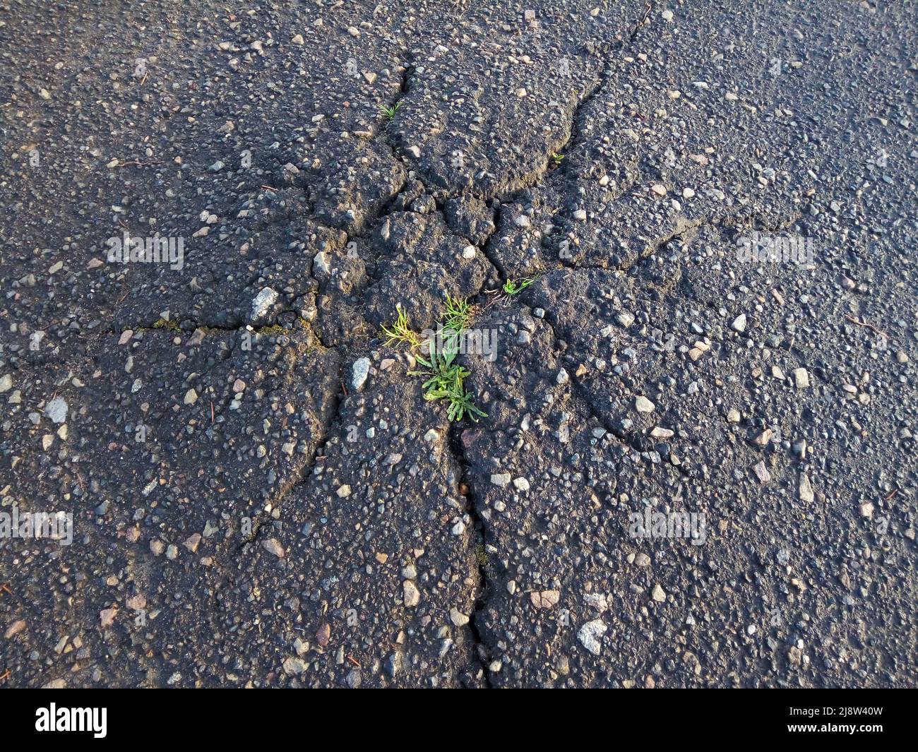 Un faisceau d'herbe verte qui a cassé une fissure dans l'asphalte. Gros plan sur l'asphalte fissuré. Banque D'Images