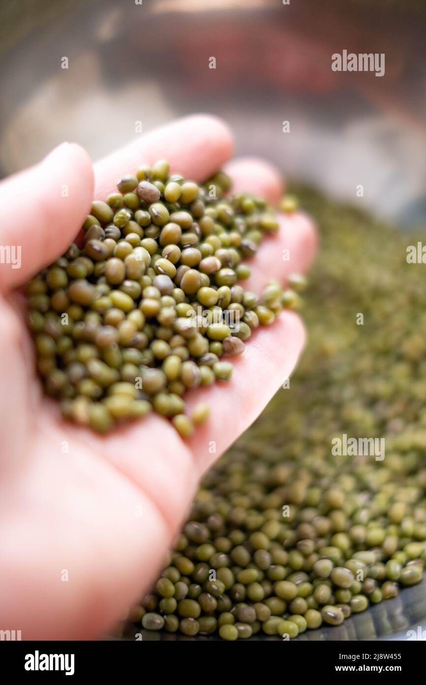 Mung de haricots verts à la main. Contexte de la cuisson Banque D'Images
