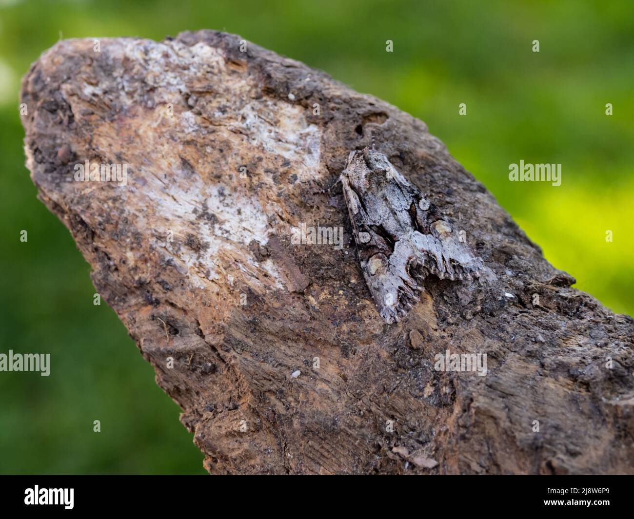 Lacanobia W-latin, le brocart léger, est un papillon de la famille des Noctuidae. Cet échantillon repose sur une souche pourrie. Banque D'Images