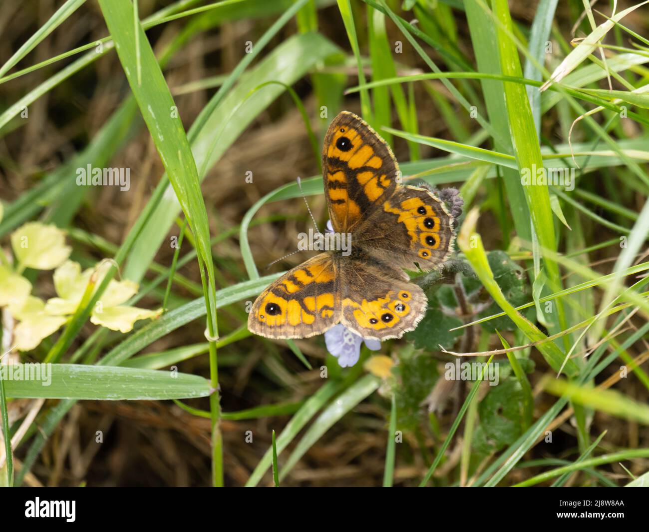 Un papillon mural, Lasiommata megera, aussi appelé mur brun, reposant sur une fleur avec ses ailes ouvertes. Banque D'Images