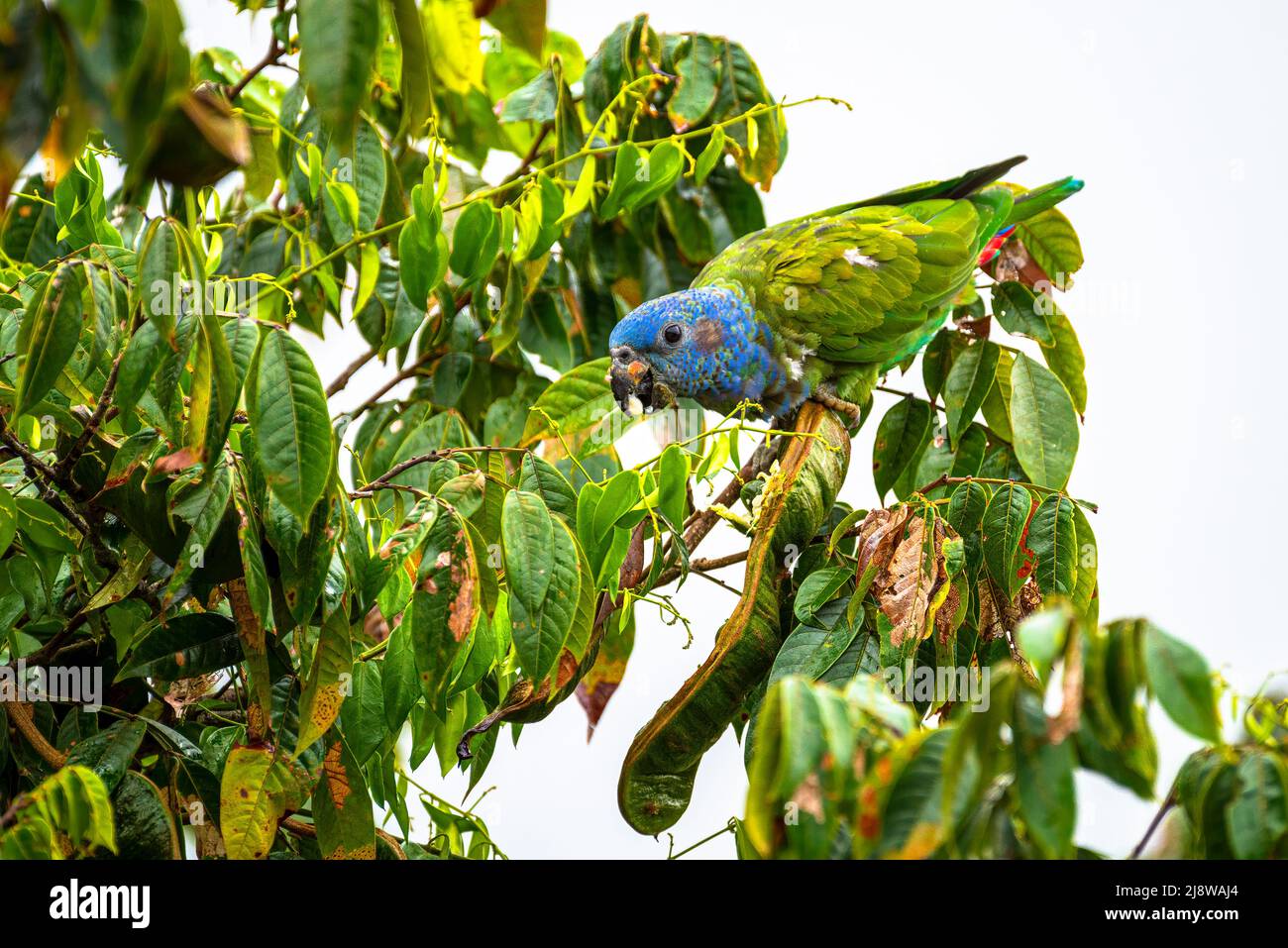 Perroquet à tête bleue se nourrissant sur un arbre à partir de graines Banque D'Images