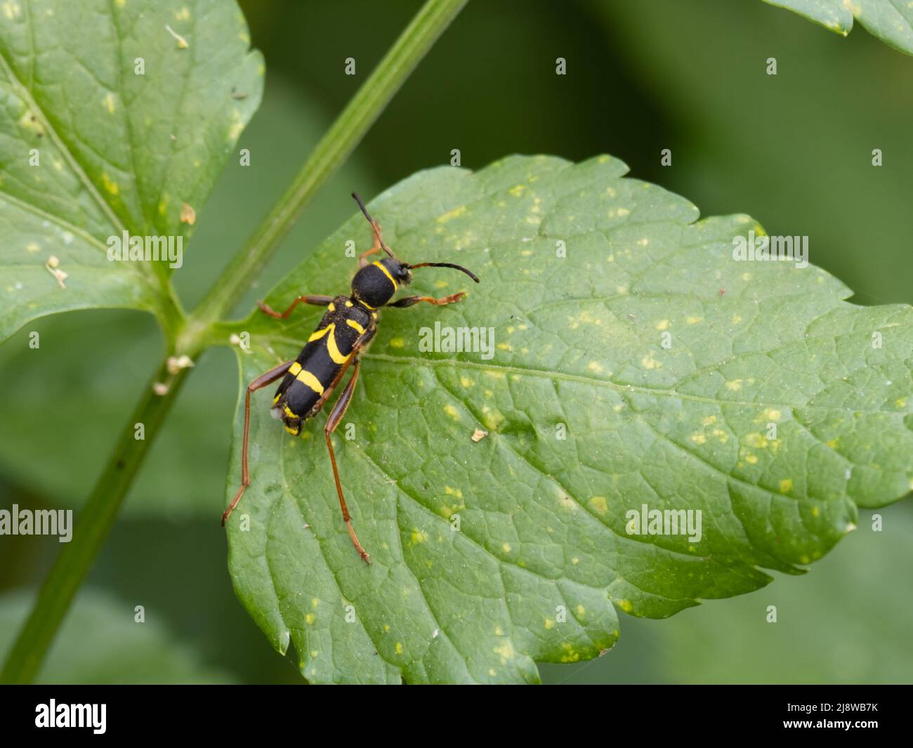 Clytus arietis, un coléoptère de la guêpe, est une espèce de coléoptère de la longicorne imitant la guêpe du genre Clytus. Banque D'Images