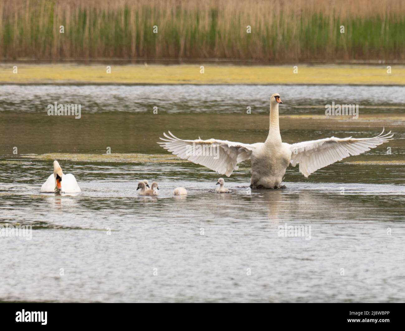 Un groupe familial de cygnes muets, Cygnus olor, nageant sur un lac. Banque D'Images