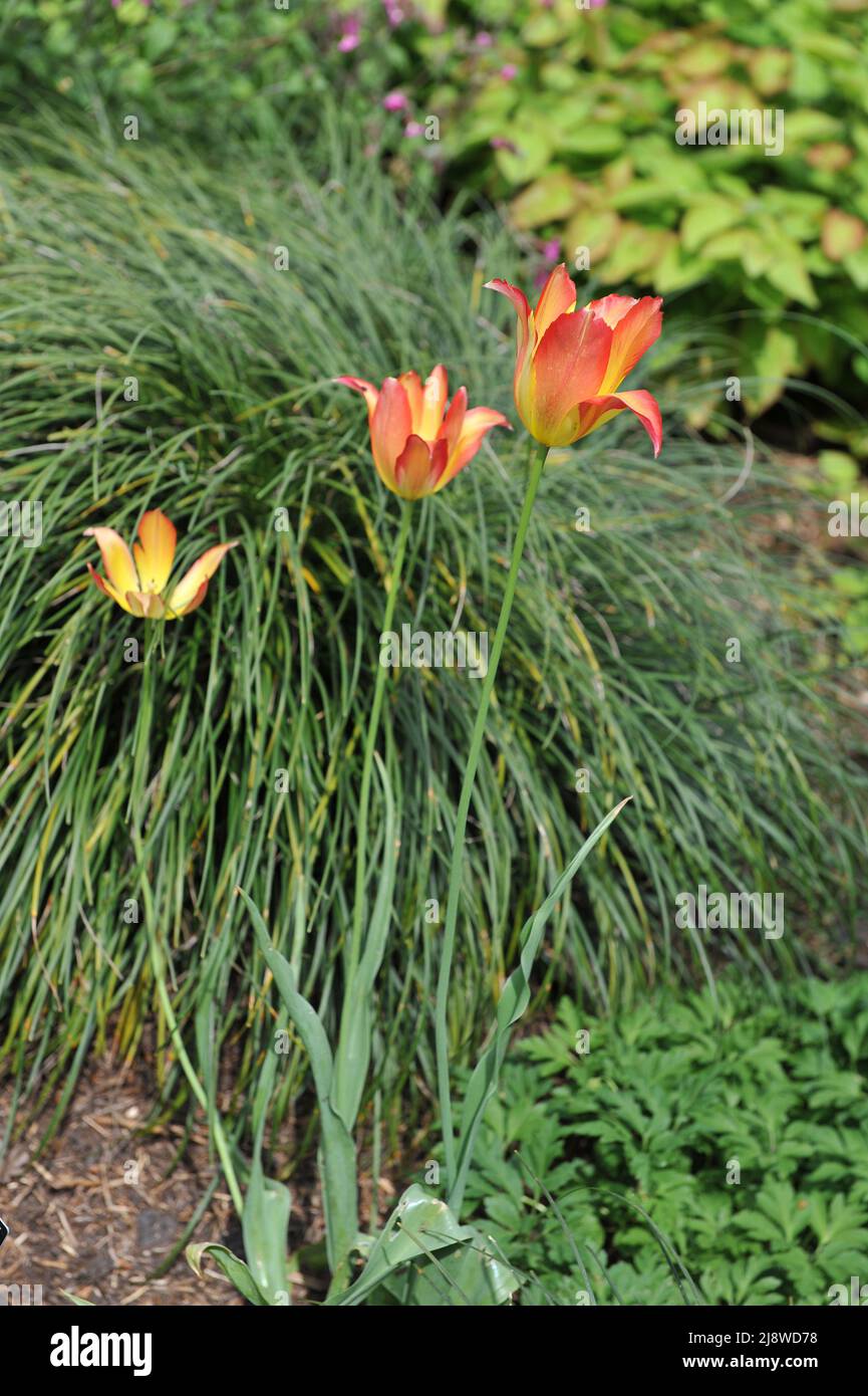 Tulipes rouges et jaunes diverses (Tulipa mauritiana) Cindy fleurit dans un jardin en mai Banque D'Images